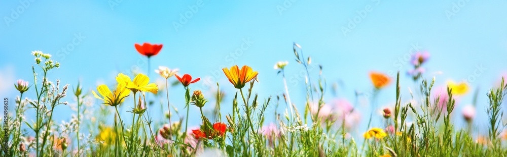 Colorful wildflowers blooming in vibrant spring meadow under clear blue sky Colorful wildflowers blooming in vibrant spring meadow under clear blue sky