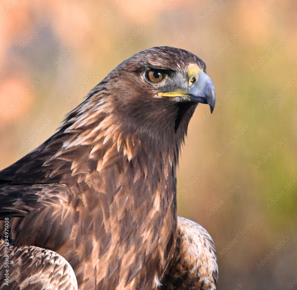 Naklejka premium a powerful golden eagle (aquila chrysaetos) in the mountain on spain