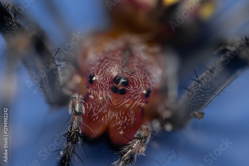 Close up portrait of orange spider, Alpaida veniliae photo