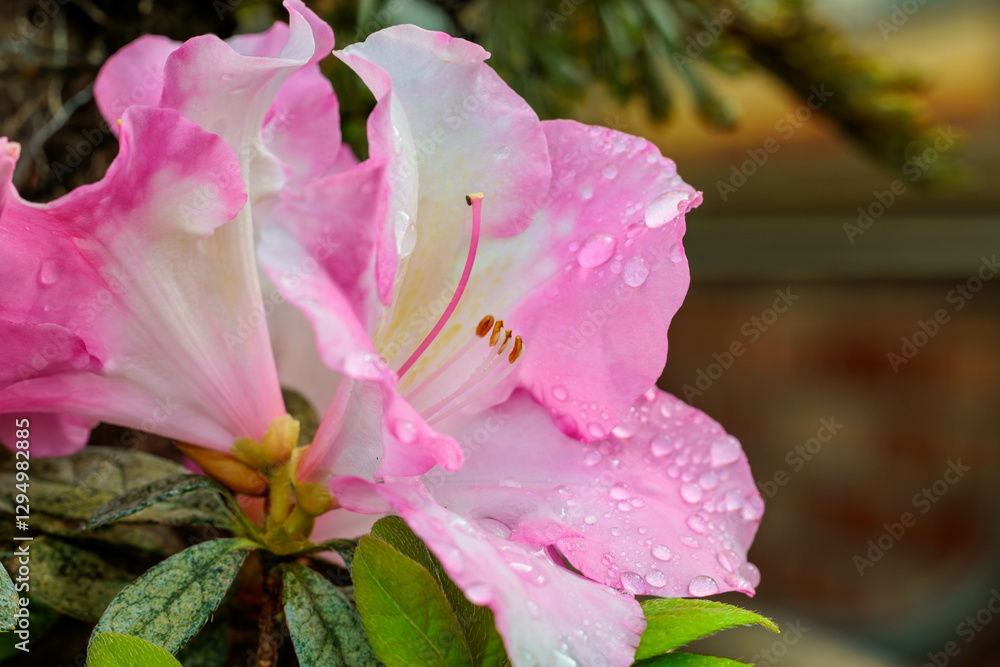 Close-up photo of pink azalea(Rhododendron indicum) flowers in bloom. Close-up photo of pink azalea(Rhododendron indicum) flowers in bloom.