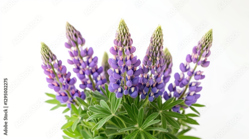 Naklejka premium Beautiful colorful flowers in Spring.