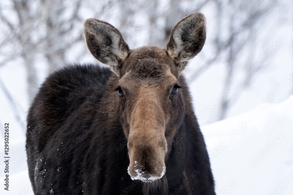 Moose (Alces alces andersoni); Grand Teton NP; Wyoming Moose (Alces alces andersoni); Grand Teton NP; Wyoming