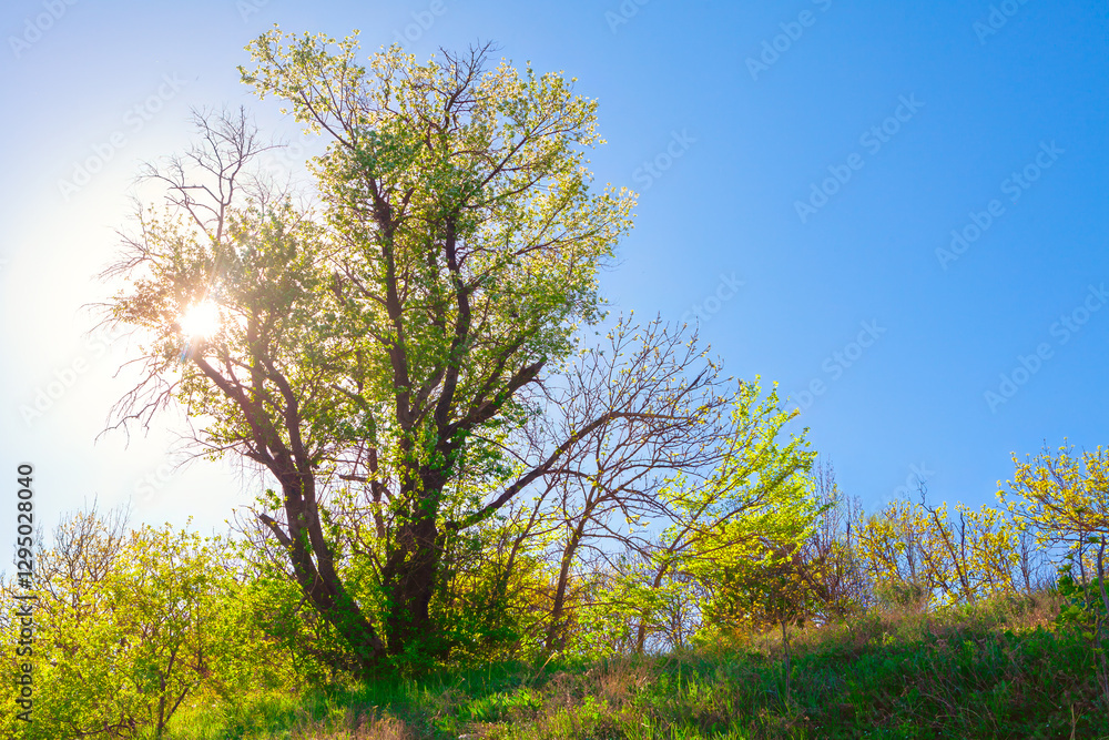 Tree with green leaves and some bare branches, standing on a grassy hill under a clear blue sky. Sun is shining brightly through the branches, creating a vibrant and serene springtime natural scene