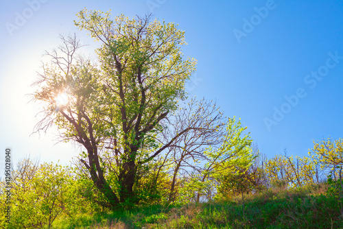 Obraz na płótnie Tree with green leaves and some bare branches, standing on a grassy hill under a clear blue sky. Sun is shining brightly through the branches, creating a vibrant and serene springtime natural scene w salonie