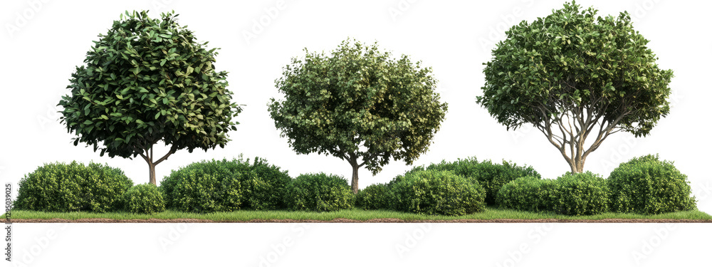 Fototapeta premium Realistic Green Trees and Shrubs PNG