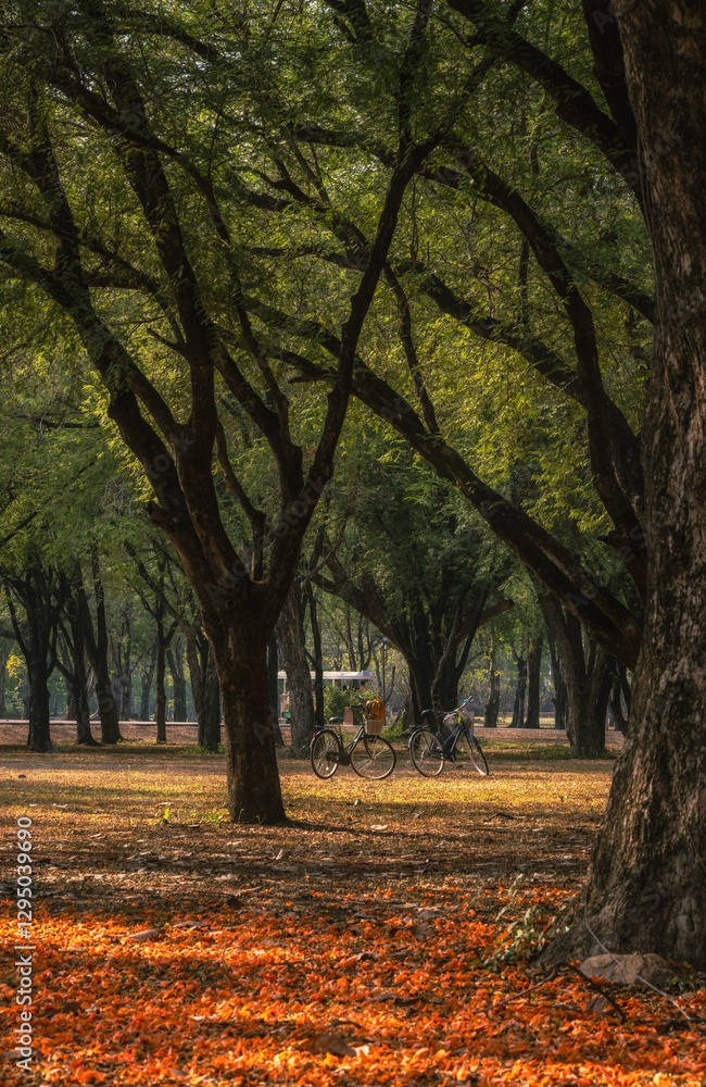Obraz premium The orange flower on floor with a big tree on Thailand