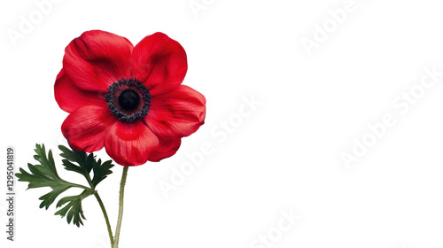 Red anemone flower blooming with transparent background