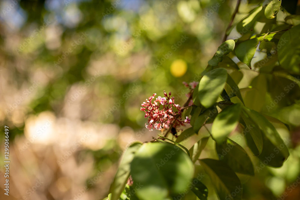Delicate Pink Flowers Surrounded by Green Foliage in Nature Scene Delicate Pink Flowers Surrounded by Green Foliage in Nature Scene