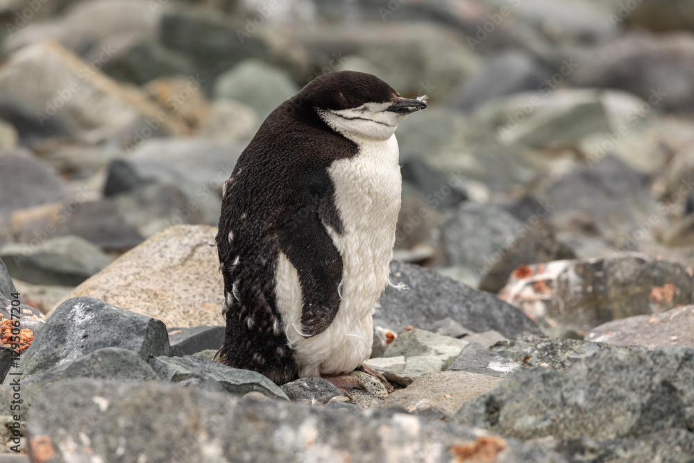 Obraz premium A Molting Chinstrap Penguin Chick on South Shetland Islands, Half Moon Island, Antarctica in January, summer time