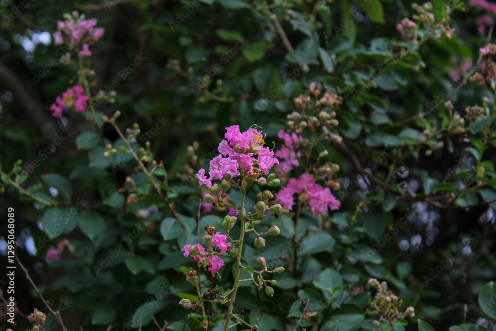 flowers in the garden flowers in the garden