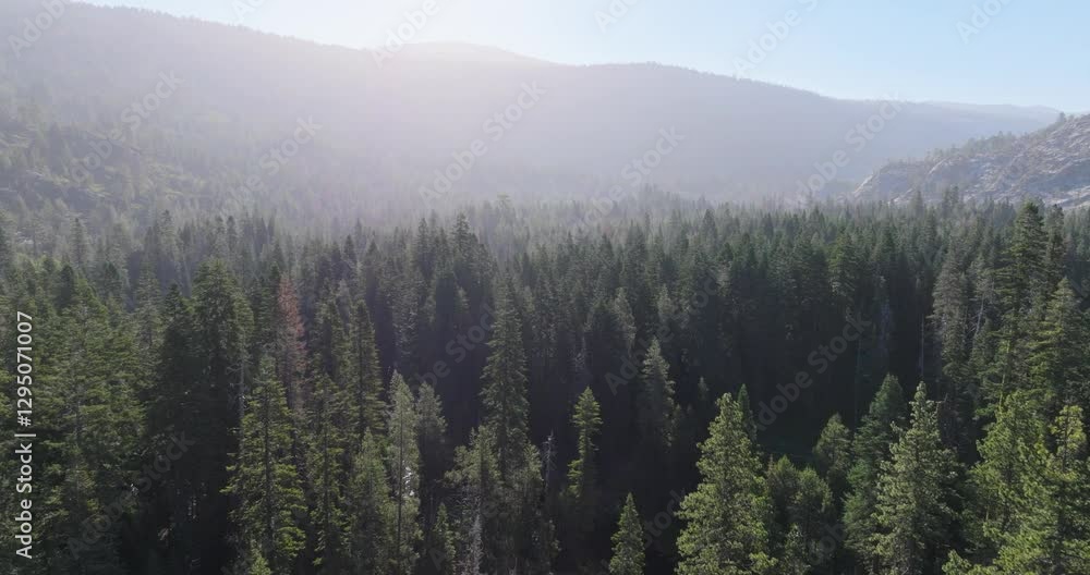 A nice simple aerial shot of the Northern Sierra's forest. A nice simple aerial shot of the Northern Sierra's forest.