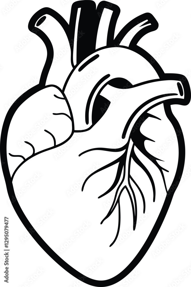 Anatomical Heart Silhouette. Anatomical Heart Silhouette.