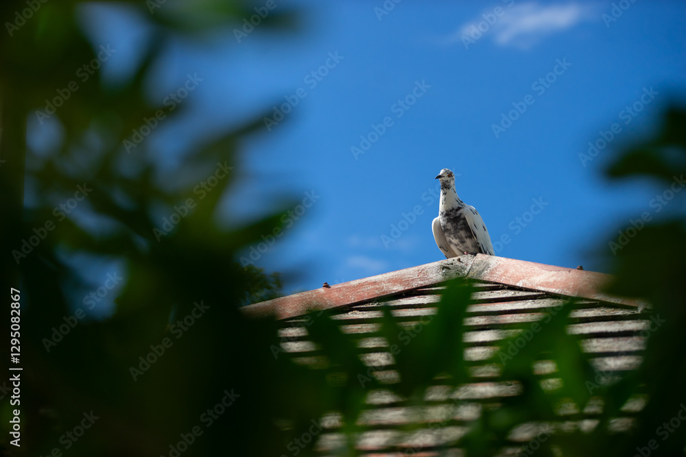 Obraz premium Pigeon perched on roof against a blue sky with green foliage