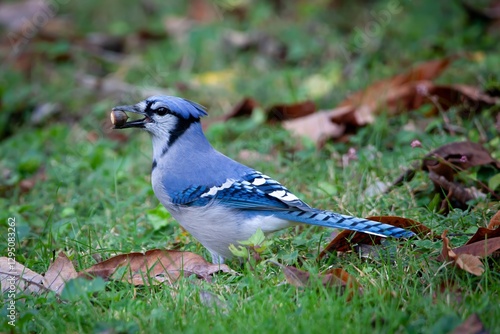 Blue Jay Bird eating acorn