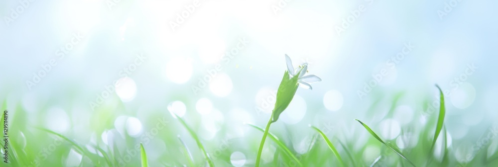 Fototapeta premium Green fresh grass lawn in Spring.