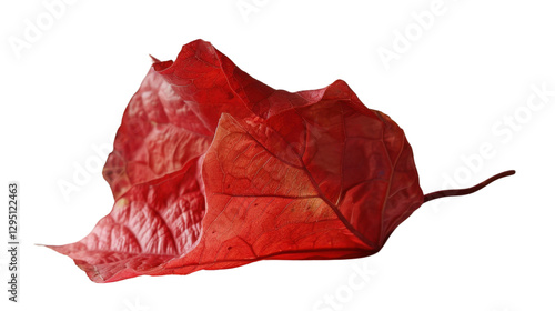 Red leaf with transparent background, ideal for fall-themed projects