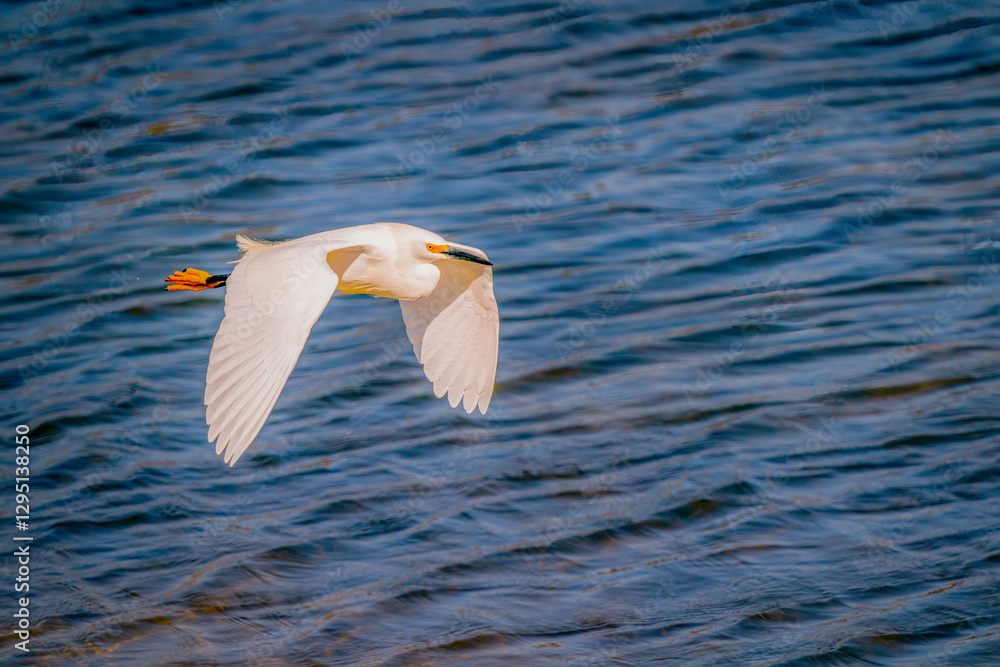 Snowy white egret flies over blue shallow water during sunny afternoon in Southern California Snowy white egret flies over blue shallow water during sunny afternoon in Southern California
