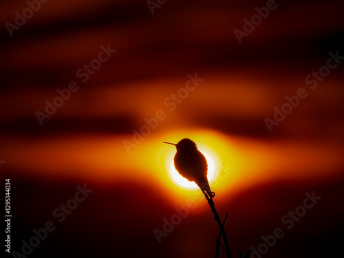 Silhouette of a hummingbird stands in front of the sun during dramatic sky scenery