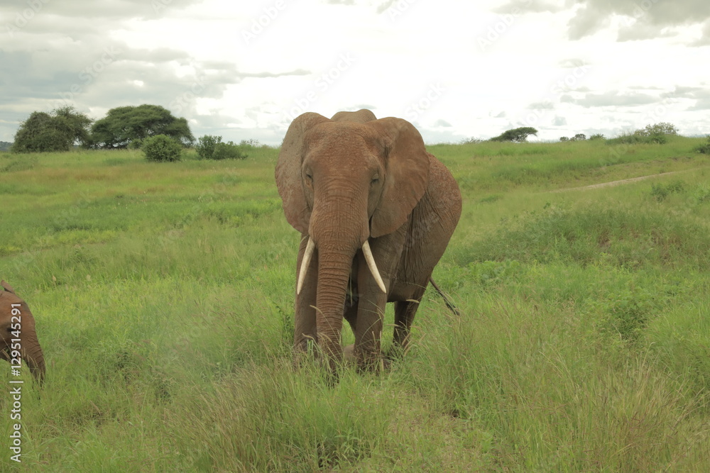 A majestic African elephant stands in the lush green savanna, its tusks curving forward as it gazes ahead. A young elephant is partially visible in the frame A majestic African elephant stands in the lush green savanna, its tusks curving forward as it gazes ahead. A young elephant is partially visible in the frame