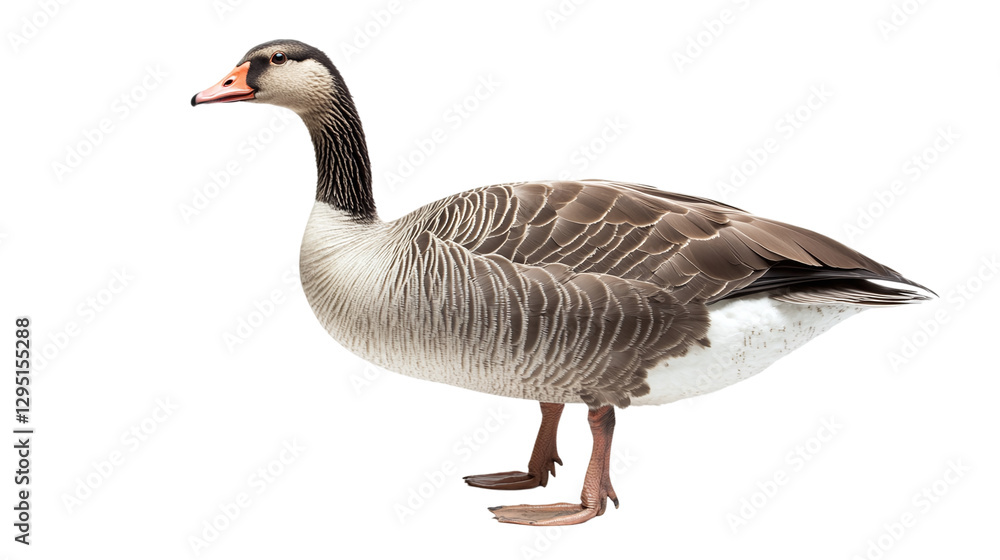 Isolated goose standing on transparent background with detailed feathers and natural colors ideal for wildlife and animal themed designs and creative projects.