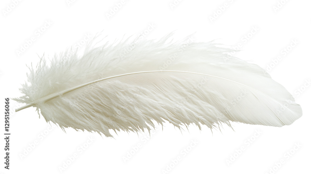 Fototapeta premium White feather isolated on transparent background - high quality png.