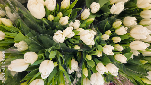 a bunch of white tulips aerial view looking down perspective spring floral backdrop. concept of love, beauty, or gratitude. presentation blank copy space, wedding or  celebration of life.
