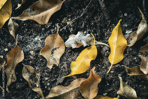 beautiful autumn color leaves on soil nature dirt background graphic element creative design. abstract small foliage environment backdrop. photo