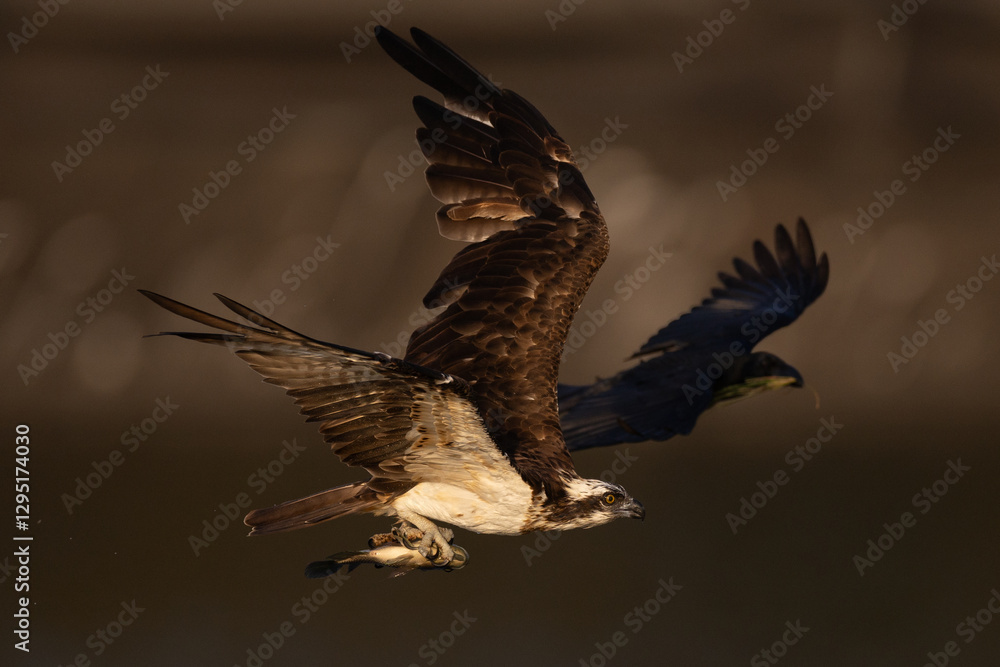 Obraz premium The beautiful flight characteristics of Osprey and White-bellied Sea-eagle in Thailand.