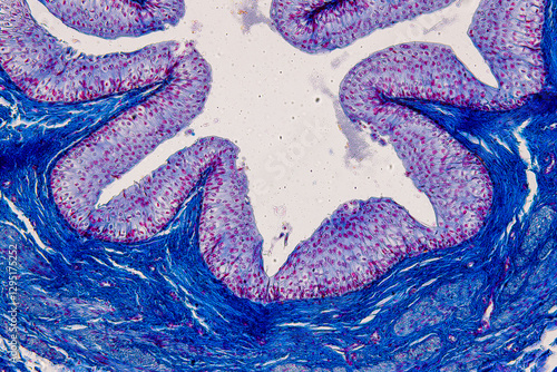 Pathology and Histology Tissue of Mammals under microscope. photo