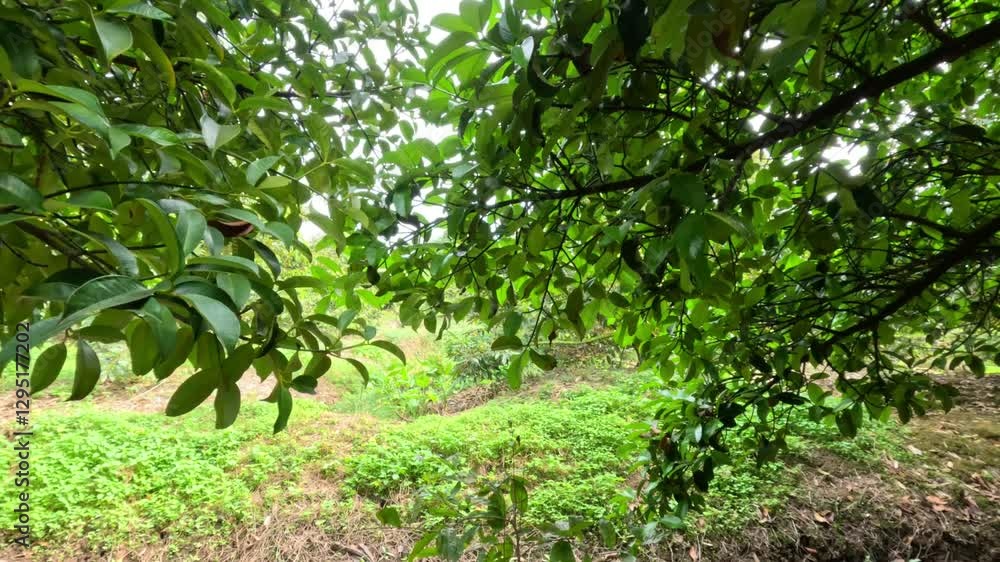 A tranquil scene of a rural garden with a mangosteen tree, its lush green leaves creating a serene canopy over the verdant undergrowth. A tranquil scene of a rural garden with a mangosteen tree, its lush green leaves creating a serene canopy over the verdant undergrowth.