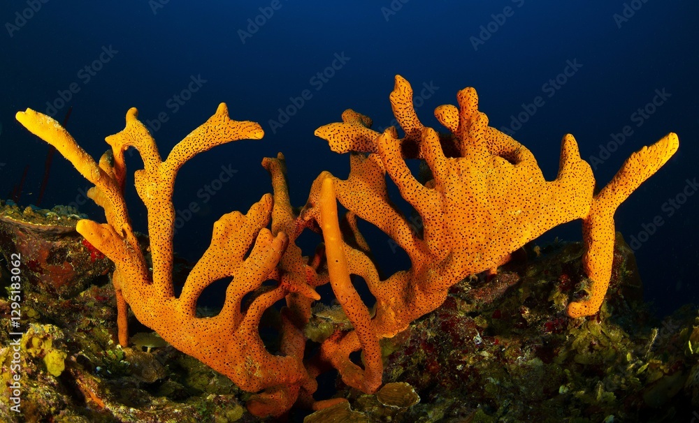 Fototapeta premium Orange sponge on a coral rock