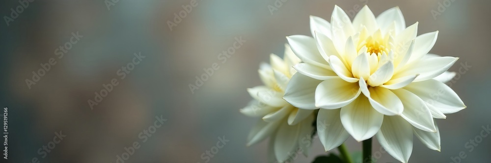 Fototapeta premium Elegant white dahlia flowers in full bloom against blurred background, blooms, white