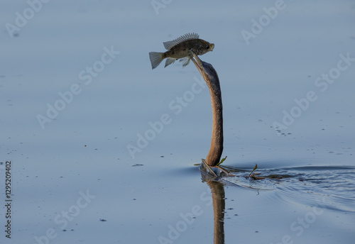 A darter or anhinga or snakebird with a tilapia fish speared on its sharp beak. This waterbird  swims with its body below the surface as seen here in a waterhole in a game reserve in South Africa. photo