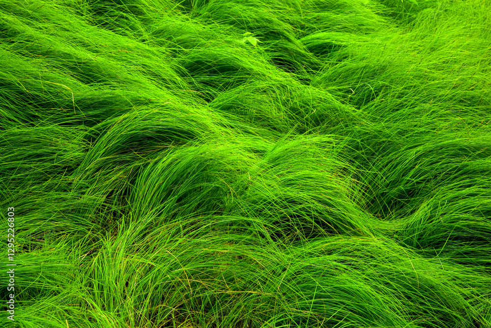 Flowing Grass at Carver's Gap on the Appalachian Trail Flowing Grass at Carver's Gap on the Appalachian Trail