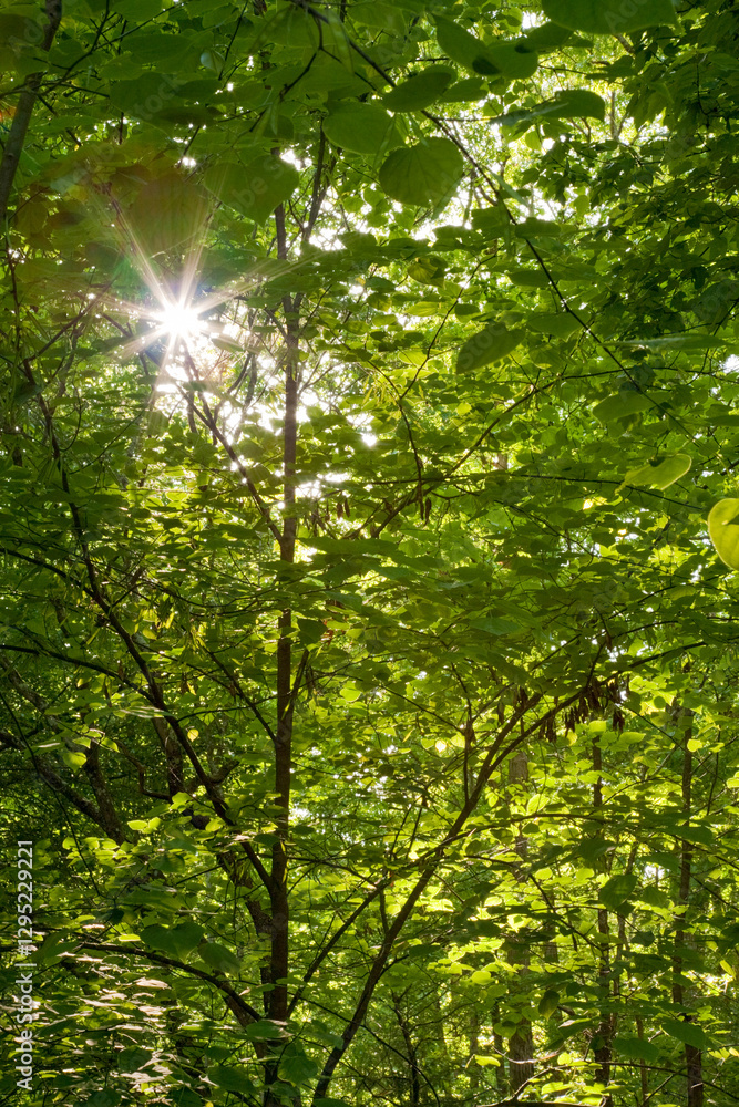 Obraz premium Sun Peeps Through Foliage