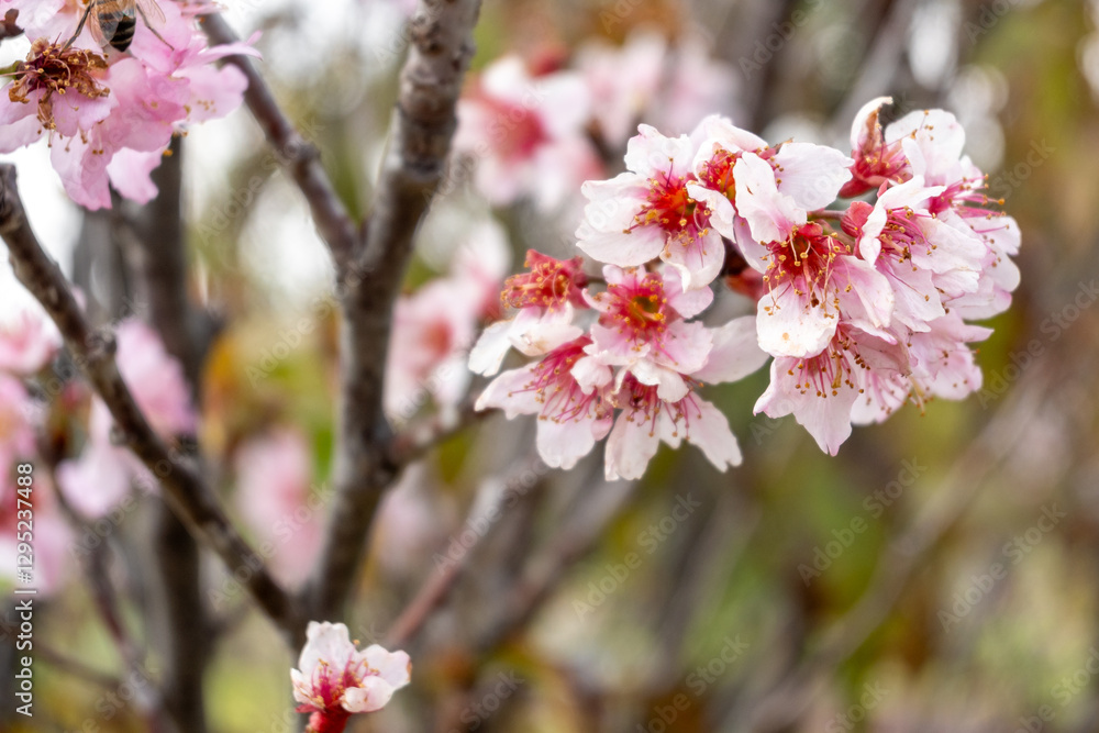 Honey bee pollinating pink cherry blossom flowers on branch