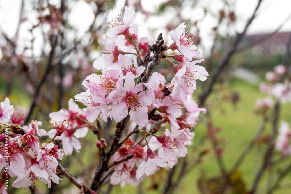 Beautiful pink cherry blossoms blooming in spring Beautiful pink cherry blossoms blooming in spring