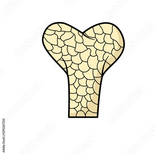 bone fracture