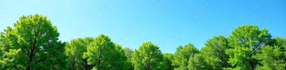 Clear blue sky over lush green trees, perfect for nature backgrounds, green, background Clear blue sky over lush green trees, perfect for nature backgrounds, green, background