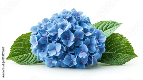 hydrangea flower isolated on transparent background