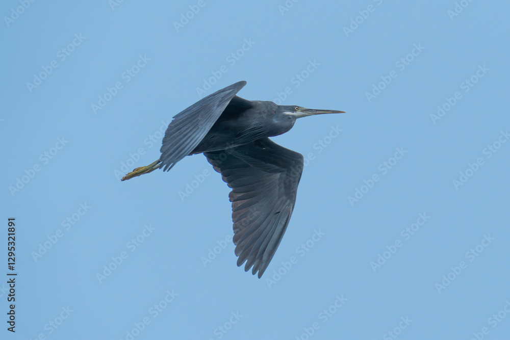 Obraz premium The western reef heron also called the western reef egret in flight