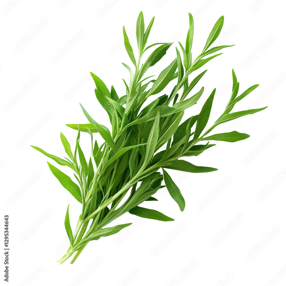 Fototapeta premium A bunch of fresh green herbs are displayed on a white background. The herbs are fresh and vibrant, and they give off a sense of health and vitality. Concept of using fresh herbs in cooking