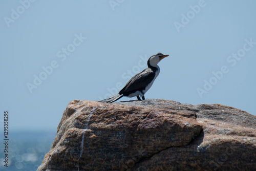  Little Pied Cormorant Flinders Bay, Augusta, Western Australia