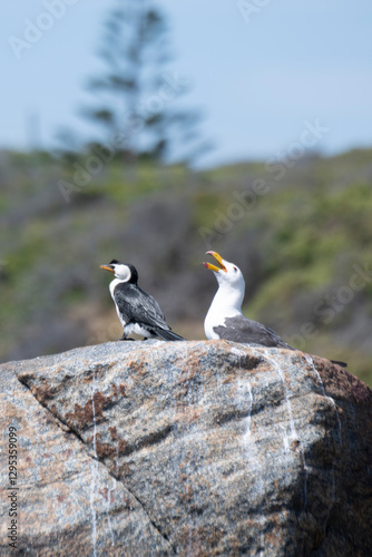 Pacific Gulls Flinders Bay, Augusta, Western Australia