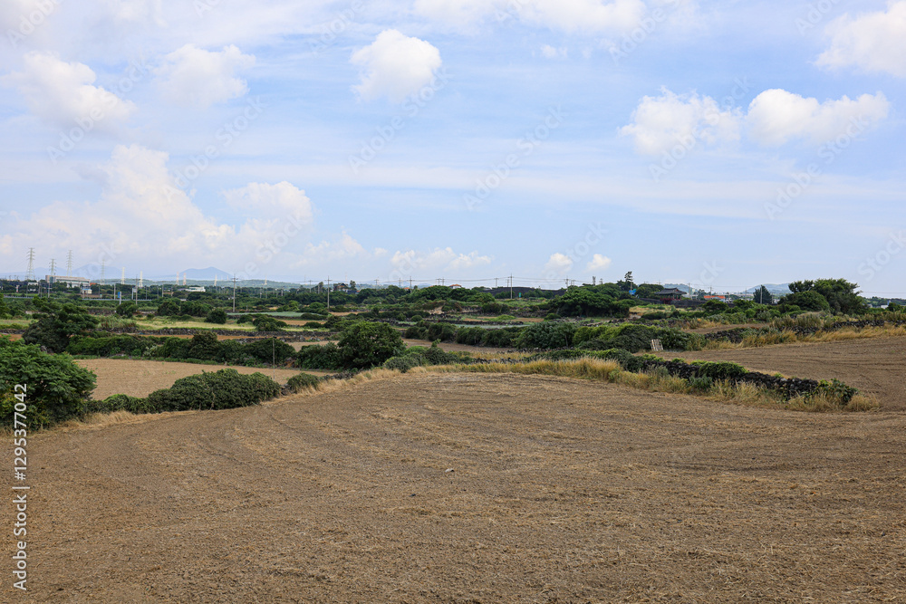 Obraz premium 밭과 하늘이 어우러진 논밭 풍경 제주 제주시 한림읍 동명리 수류촌밭담길