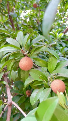 Fresh sapodilla or sapodilla plum fruit on the tree closeup with selective focus and blur. Chickoo or , sawo is a tropical fruit with brown skin with sweet taste inside.