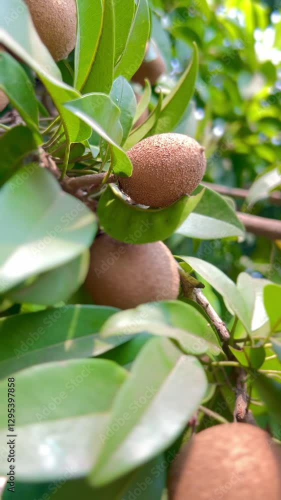 Fresh sapodilla or sapodilla plum fruit on the tree closeup with selective focus and blur. Chickoo or , sawo is a tropical fruit with brown skin with sweet taste inside. Fresh sapodilla or sapodilla plum fruit on the tree closeup with selective focus and blur. Chickoo or , sawo is a tropical fruit with brown skin with sweet taste inside.