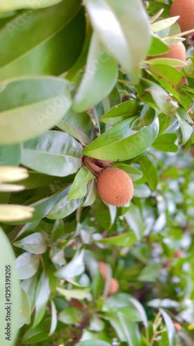 Fresh sapodilla or sapodilla plum fruit on the tree closeup with selective focus and blur. Chickoo or , sawo is a tropical fruit with brown skin with sweet taste inside.