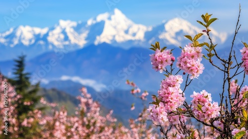 cherry blossom flowers with Himalayan background