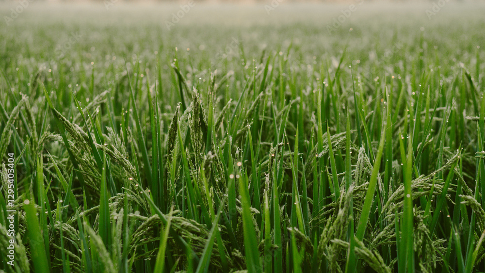 Close-up of a green rice field as the sun sets. a close up of a rice fiel, The rice plants are beginning to bear ears. Close-up of a green rice field as the sun sets. a close up of a rice fiel, The rice plants are beginning to bear ears.
